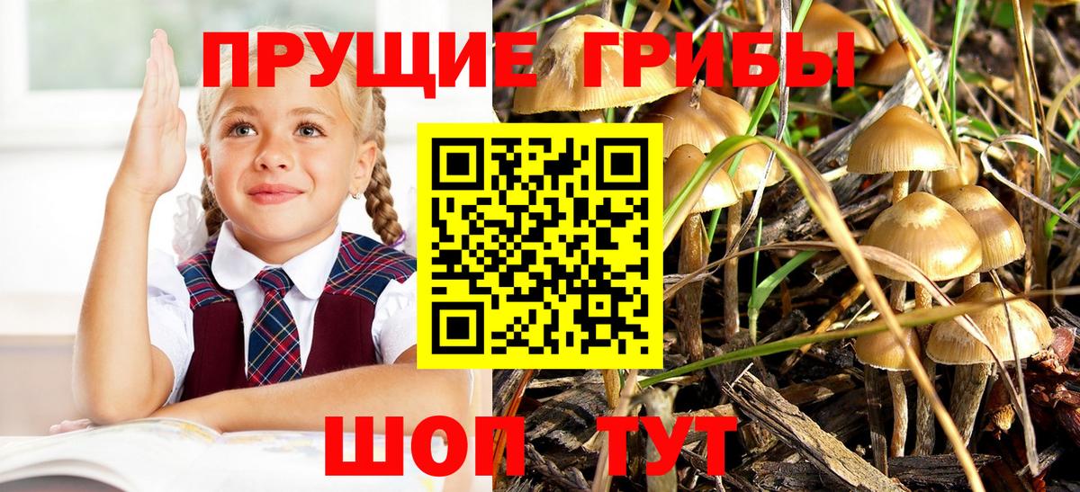 Псилоцибиновые грибы MAGIC MUSHROOMS  Вход с VPN  Шадринск  Псилоцибиновые грибы Cubensis 